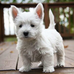 Hamish [Male]