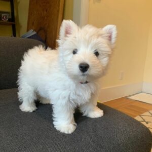 Alfie