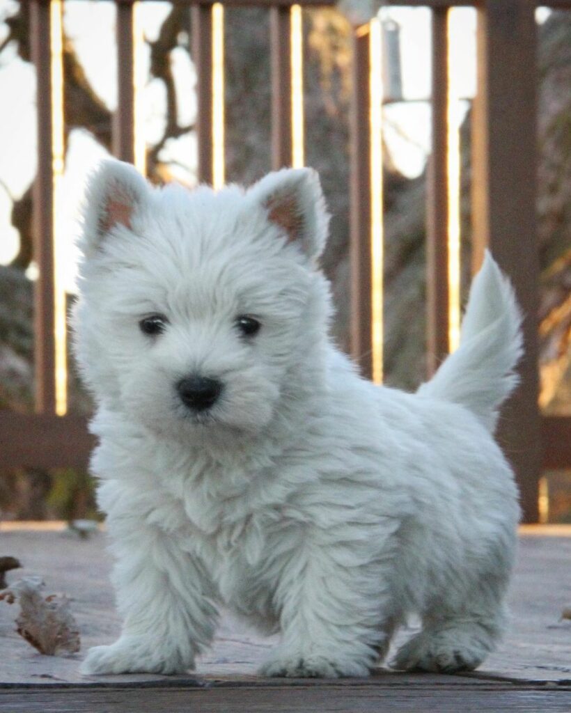 Female West highland terrier puppy Isla