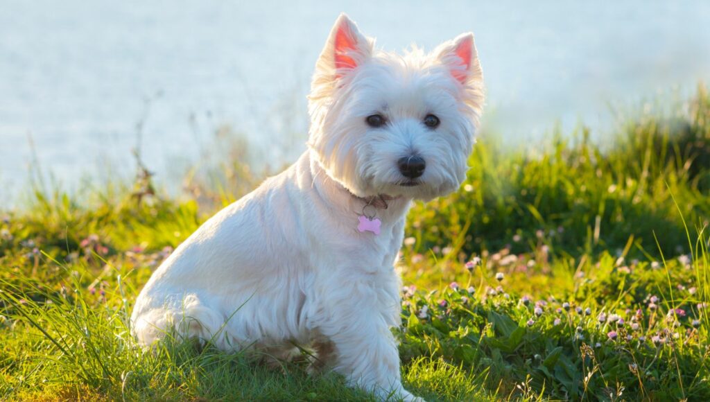 pup21